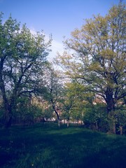 Obraz premium green forest in summer season at day