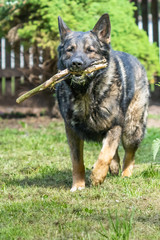 German Shepherd is a German dog breed, one of the most widely used in the world and also the most widely used service breed