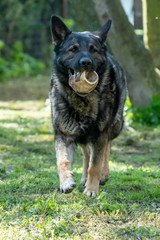 German Shepherd is a German dog breed, one of the most widely used in the world and also the most widely used service breed