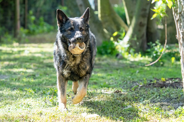 German Shepherd is a German dog breed, one of the most widely used in the world and also the most widely used service breed
