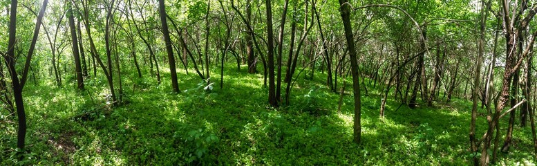 Fototapeta na wymiar green forest in summer season at day