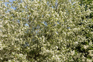 Fototapeta na wymiar Blooming apple tree. White flowers on an apple tree in spring.