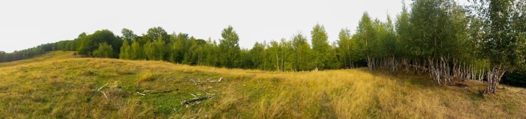 Obraz na płótnie Canvas green forest in summer season at day