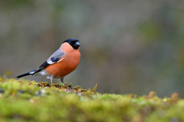 The Eurasian bullfinch eating seeds