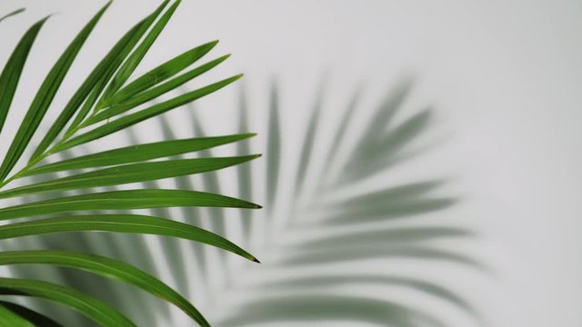 Close up silhouette shadow of palm leaves motion by natural wind on white wall background.	