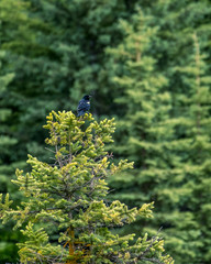 Bird on a tree