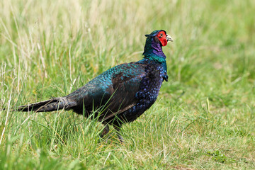 A stunning blue green coloured pheasant enjoying the British sunshine
