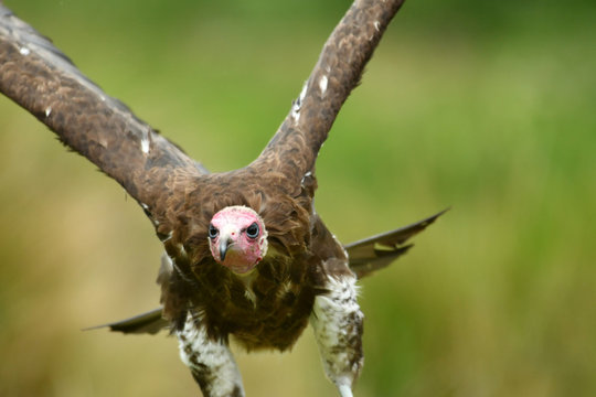 The hooded vulture Necrosyrtes monachus is an Old World vulture