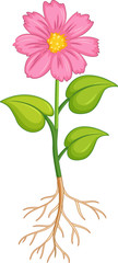 Pink flower with green leaves and roots on white background