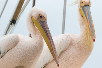Group of beautiful water bird Pink-backed Pelicans with yellow beak and gentle pink feathers and funny topknot sitting on ship deck and begging food from people without fear them. Namibia.