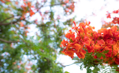 Caesalpinia pulcherrima flowers  blooming branches hanging on tree .