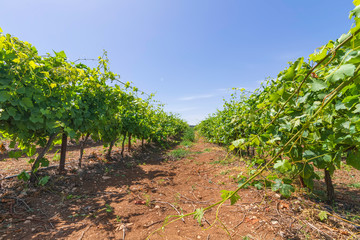 Fototapeta na wymiar Vineyard with rows of vines with ripening grapes against a blue sky