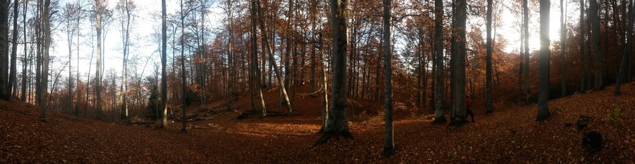beautiful autumn colors into the forest