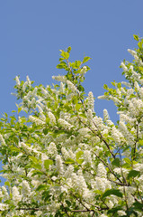 Bird cherry tree in early spring in the garden