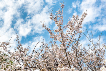 大阪天満 大川沿いの桜