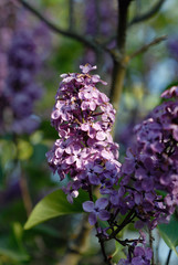 Pink lilac in the garden. Shallow depth of field