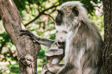 big gray monkey with a small child eat a banana 13