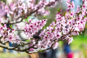 大阪桜ノ宮 大川沿いの桜