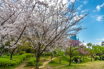 大阪桜ノ宮 大川沿いの桜