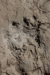 dinosaur track in rock
