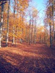 Fototapeta premium beautiful autumn colors into the forest