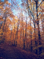 beautiful autumn colors into the forest
