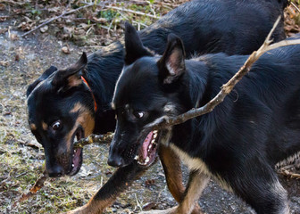 two dogs fighting over a stick