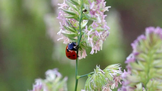 Une coccinelle tente d'intimider une petite araign&eacute;e 
( partie 1 :  "c'est &agrave; moi que tu parles ??? "