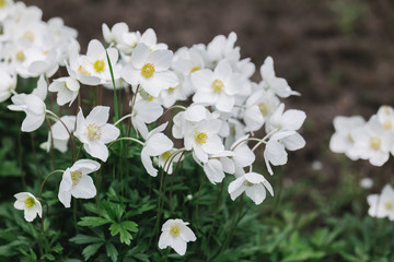 Beautiful  white anemone flowers in the spring garden.