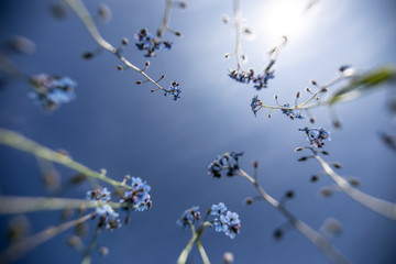 Vergissmeinnicht Blumen mit Gegenlicht zum blauen Himmel im Frühling