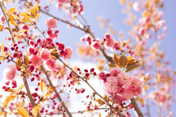 Amazing pink cherry blossoms on the Sakura tree in a blue sky.
