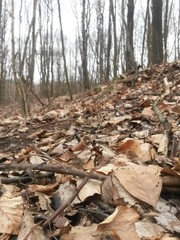beautiful autumn colors into the forest