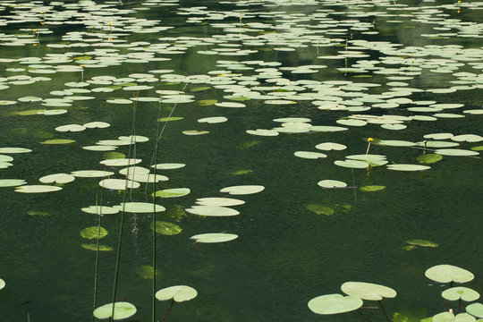 lago con ninfee