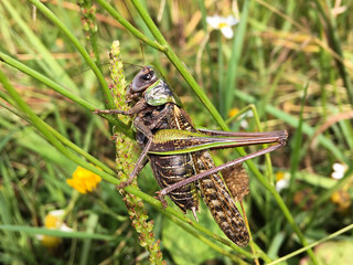 Сlose-up of a green grasshopper sitting in field grass