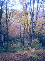 Fototapeta premium beautiful autumn colors into the forest