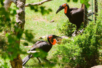 Southern ground hornbill. Two birds. Bucorvus leadbeateri