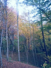 beautiful autumn colors into the forest