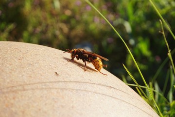 Hornet taking a sun bath