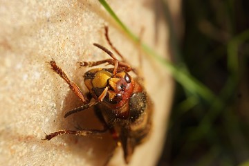 Hornet Face Close-Up