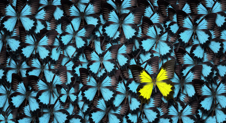 Standing out from the crowd concept. High angle view of a yellow butterfly over many blue ones with...