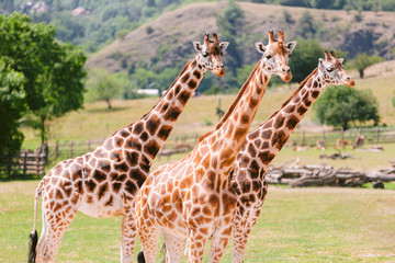 A group of Rothschild's giraffes