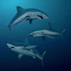 A collection of shark illustration.