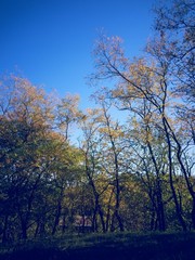 Fototapeta na wymiar beautiful autumn colors into the forest