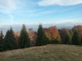 beautiful autumn colors into the forest