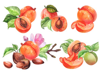 Set of peach fruit branch with leaves, peach fruit cut isolated on white background. Peach watercolor illustration.