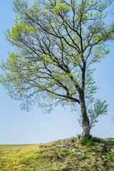 丘の上で見上げる大きな桜の新緑の葉が眩しい