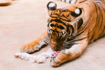 baby tiger cub eating meat.