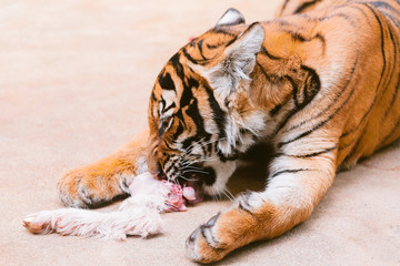 baby tiger cub eating meat.