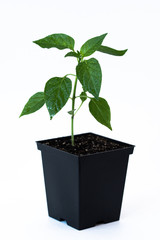 Single seedling of a bell pepper (Capsicum annuum) in a black plastic pot isolated on a white background.