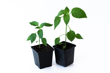 Two seedling pepper (Capsicum annuum) in a black plastic pot isolated on a white background.